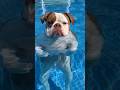 Does your dog enjoy playing in water?🤣🐶#dog#funnydogs#funnyvideos#foryou#dogsofyoutubeのサムネイル