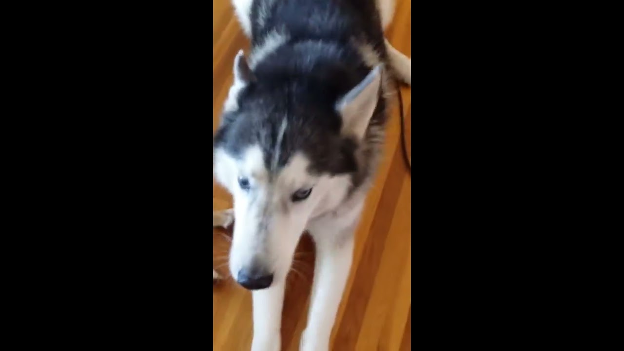 husky siberiano blanco Why you need more dogs!