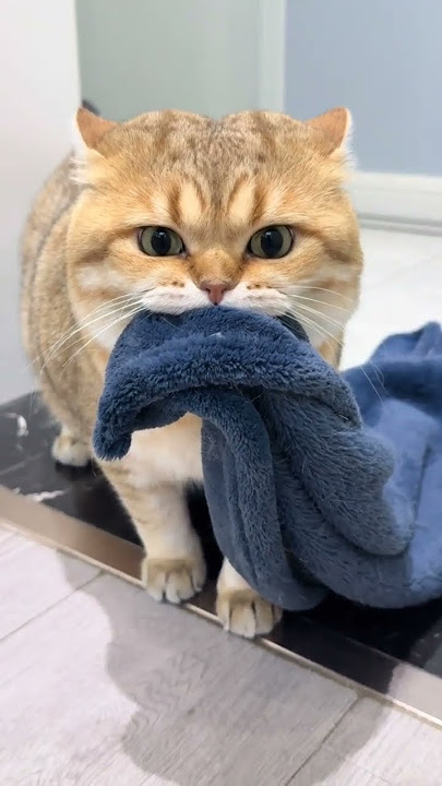 我的猫有种很爱思考 但脑回路似乎不太通畅的睿智感 #Who could stand such a small pile of cats#A cute and fierce cat