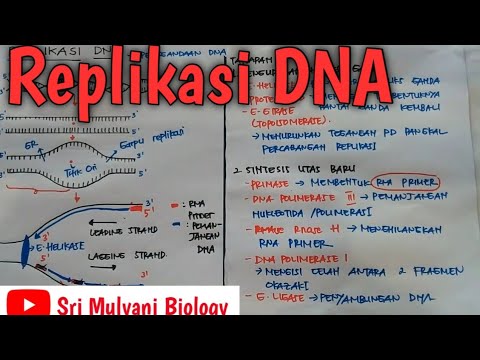 Video: Apa itu kuis replikasi DNA?