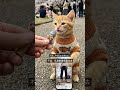 子猫のむぎ、ちょっと変わった桜の撮り方🌸📸 | 小貓Mugi超特別的賞櫻拍照技巧🌸📸 #ねこ #cat