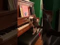 Meow-zart caught playing piano 😻 #shorts