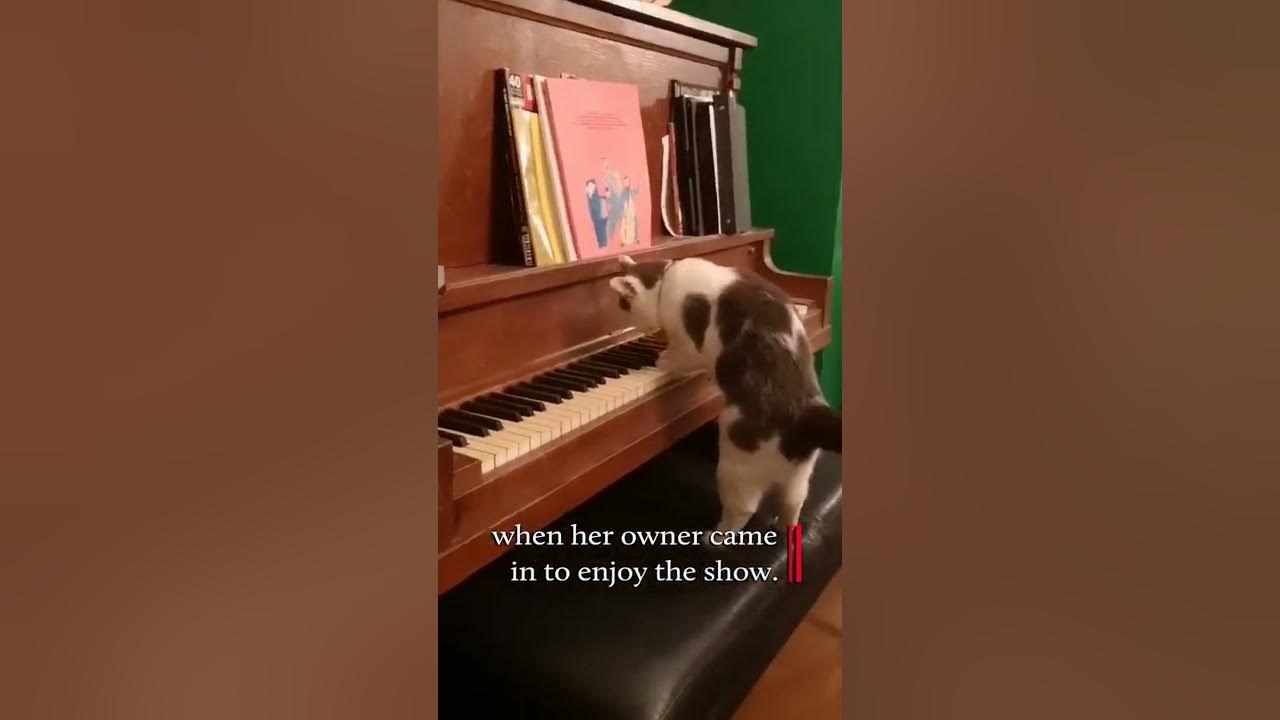 Meow-Zart Caught Playing Piano 😻 #Shorts - Youtube