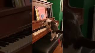 Meow-zart caught playing piano 😻 #shorts