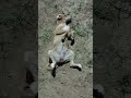 🤪😜funny cute dog🐕😜comedy video short🐕🐼🤪