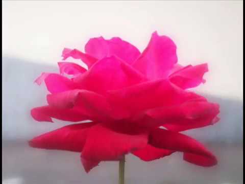 Video: Un Jardín Floreciente Con Un Mínimo Esfuerzo