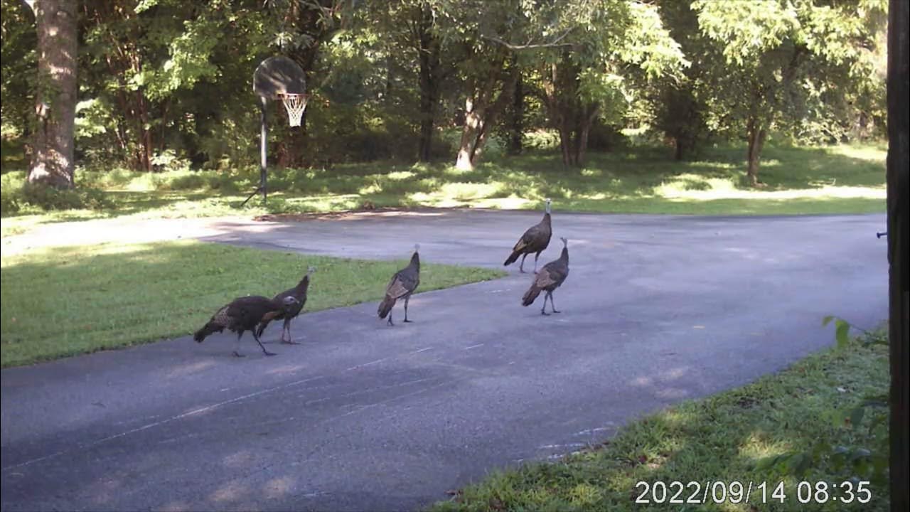 Coyote Eating Bugs, Wild Turkeys in Driveway, Bucks, Armadillo Trail