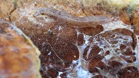 Keroplatus testaceus larva producing slime-like net