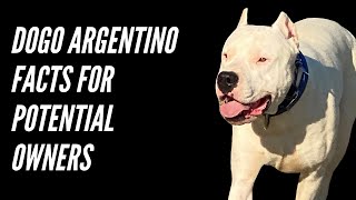 DOGO ARGENTINO | FACTS FOR POTENTIAL DOGO OWNERS