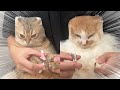 猫に排水ネットを被せると大人しく爪切り出来るらしいのですがこれ合ってる?w