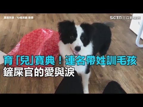 育「兒」寶典！連名帶姓訓毛孩　鏟屎官的愛與淚｜三立新聞網SETN.com