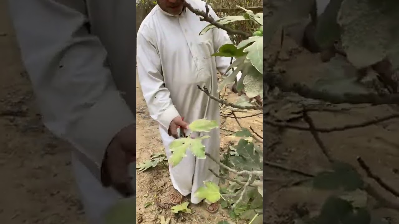 تقليم  والعناية باشجار التين مع الفلاح محمد السعدون