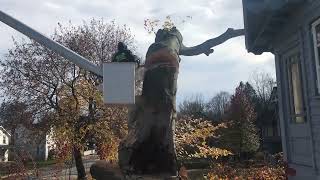 Taking Down Our European Copper Beech Tree Part 31 ... Zehr Estate, Waverly NY