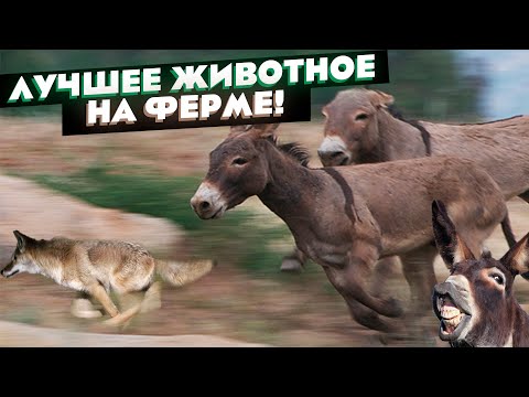 Лучшие защитники хозяйства | Ослы в деле