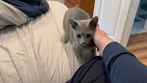 Video 11899351: russian blue cat