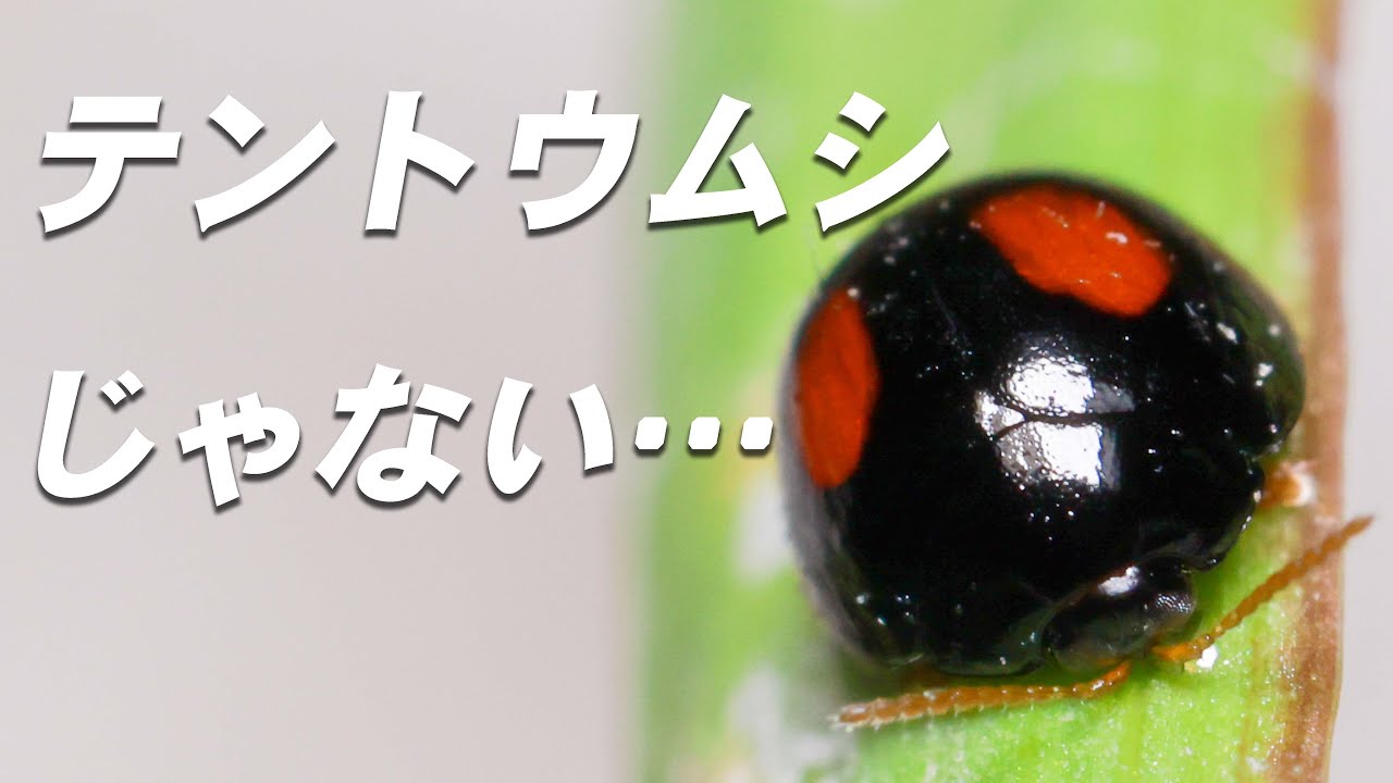 どう見てもテントウムシにしか見えないハムシの仲間【ヘリグロテントウ