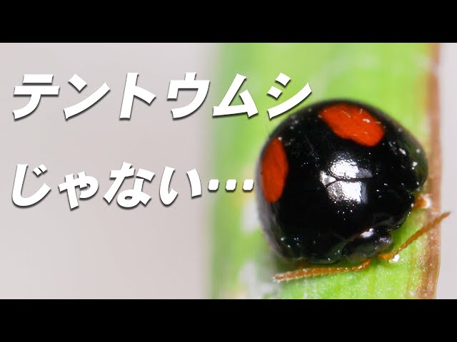 どう見てもテントウムシにしか見えないハムシの仲間【ヘリグロテントウ