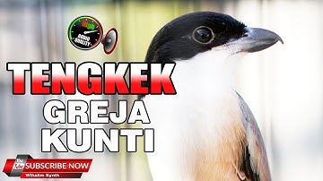 MATERI EDAN SUPER UNTUK MASTERAN !! CENDET GACOR FULL TEMBAKAN PANJANG TENGKEK BUTO KUNTI BURGER