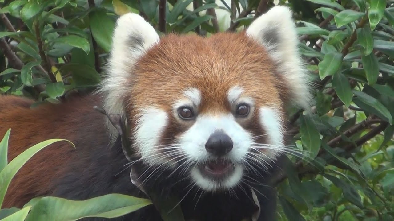 Sun Rise レッサーパンダ Higashiyama Zoo and Botanical Gardens Series: The Red Panda - A