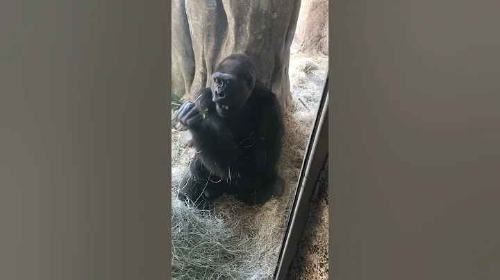 Ape Jax zoo