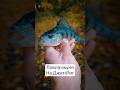 Осенних окуней🍁!Осваивал принцип ловли на Джиг-Риг.Результат положительный,окунь отзывался хорошо!