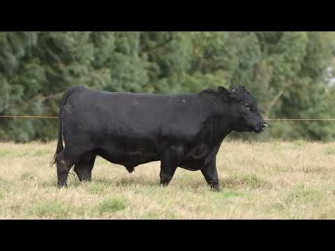 LOTE 31   TE991 FOX ANGUS DA LIMEIRA