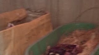 MELOLOH ANAKAN MURAI BLOROK ORI