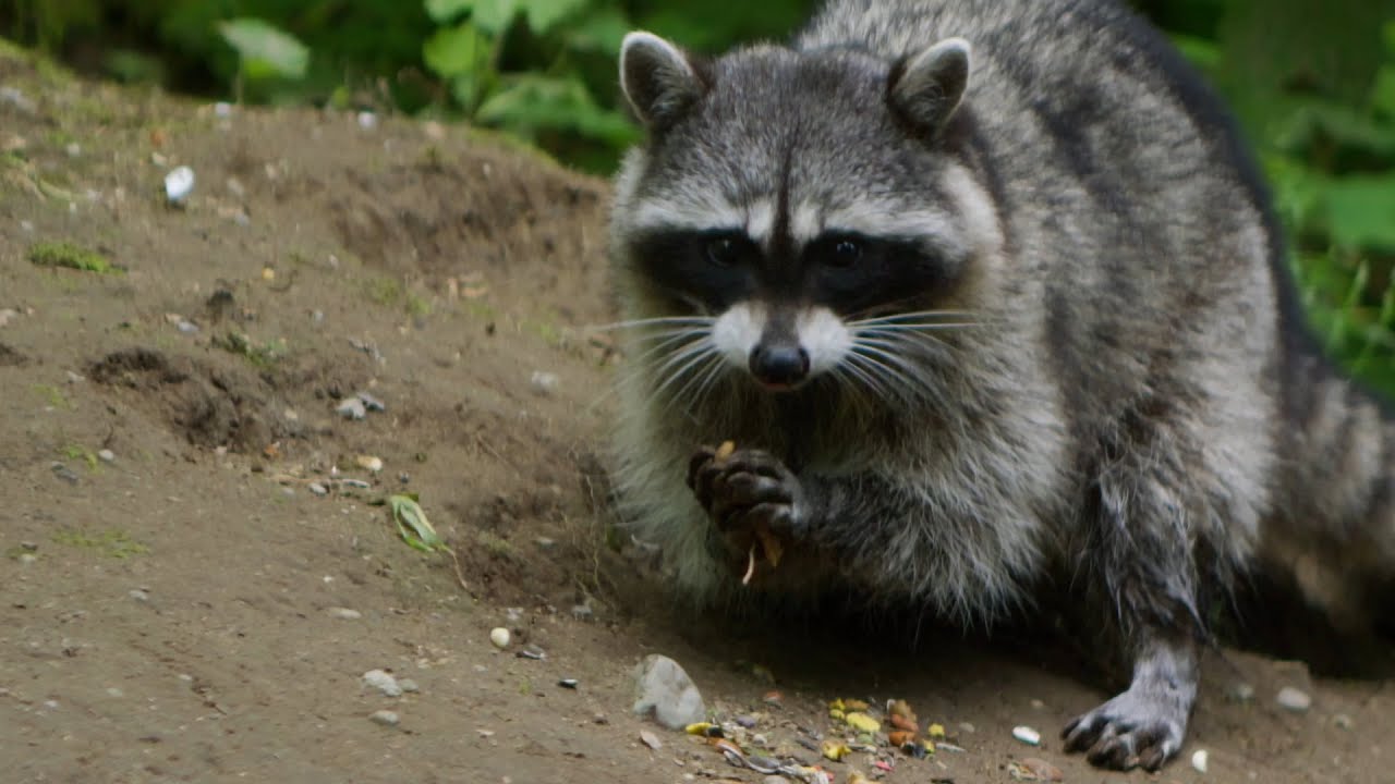 Crafty raccoon guards his pile of snacks | #HelloSpringCBC - YouTube