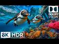 Majestic Underwater Creatures in 8K HDR | Dolby Vision™