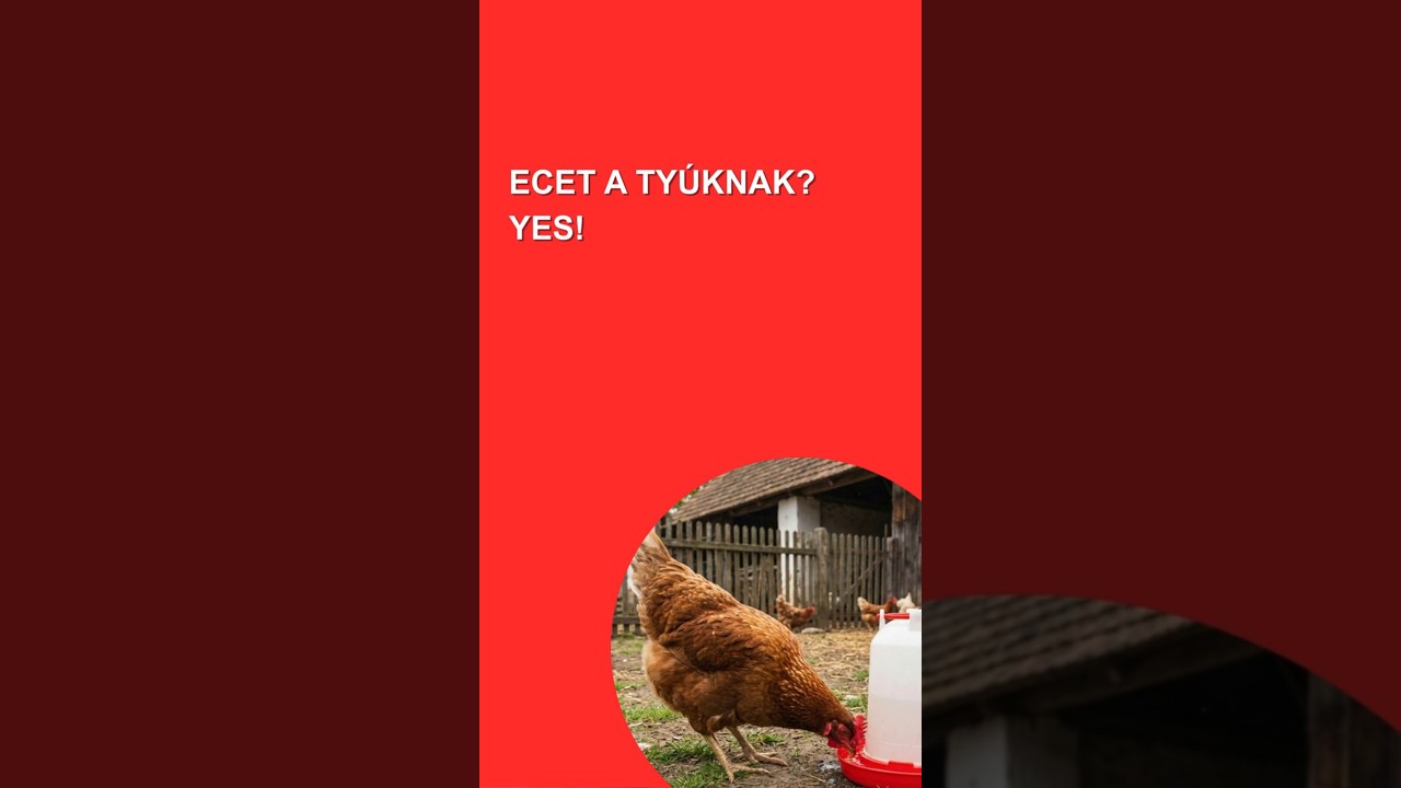 Almaecet a tyúkok vizében? Így csinálja Gina 9/15  #magyarbaromfifutár #önfenntartás #chicken