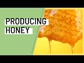 Honey Production w/ Prime Bees Apiary