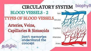 ALLIED HEALTH SCIENCES| TYPES OF BLOOD VESSELS In tamil | Arteries, veins, capillaries & sinusoids |