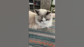 The Viral ChatGPT Pet Portrait Trend! 🚽