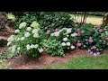 Late Spring Garden Tour: Hydrangeas