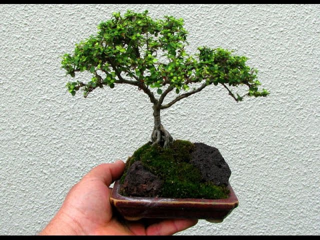 Coprosma as Bonsai