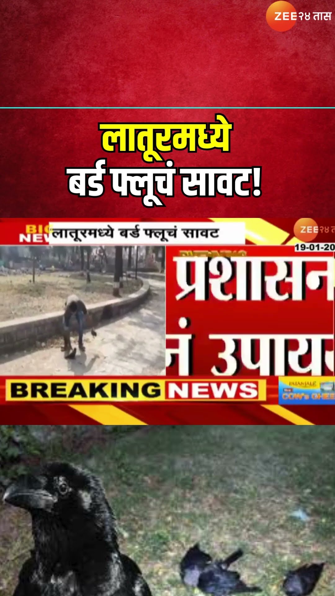 Latur | Udgir Crow Death | लातूरमध्ये बर्ड फ्लूचं सावट! उदगीरमधील कावळ्यांचा मृत्य बर्ड फ्लूमुळेच
