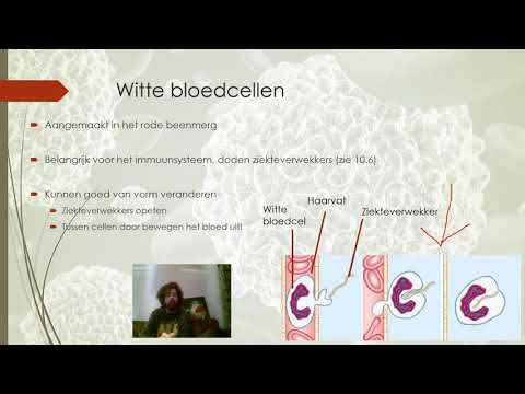10.4 (1): Bloedplasma en bloedcellen