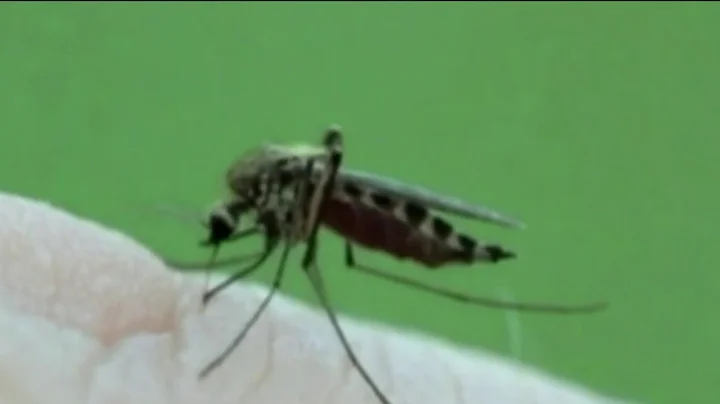 First West Nile mosquito sample of the year
