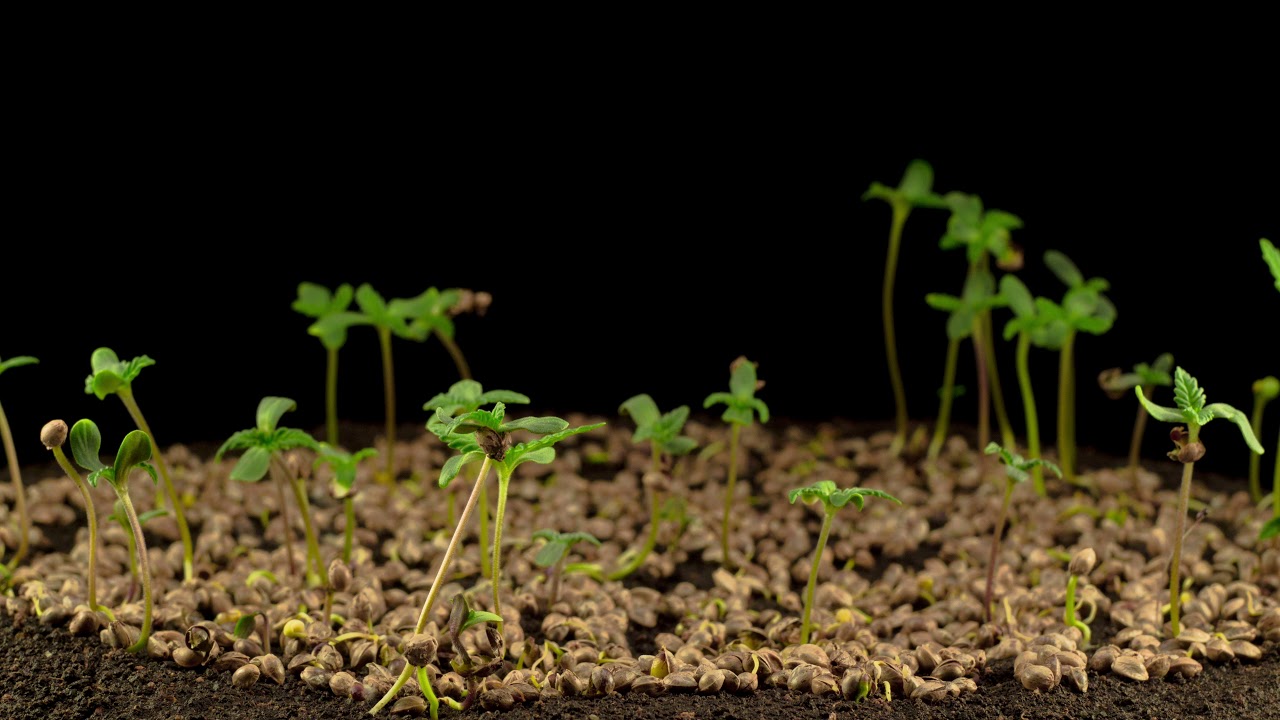 SEMILLAS DE CANNABIS GERMINANDO