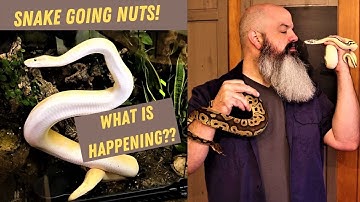 Nog meer slangengedrag: balpython gedraagt zich gek??