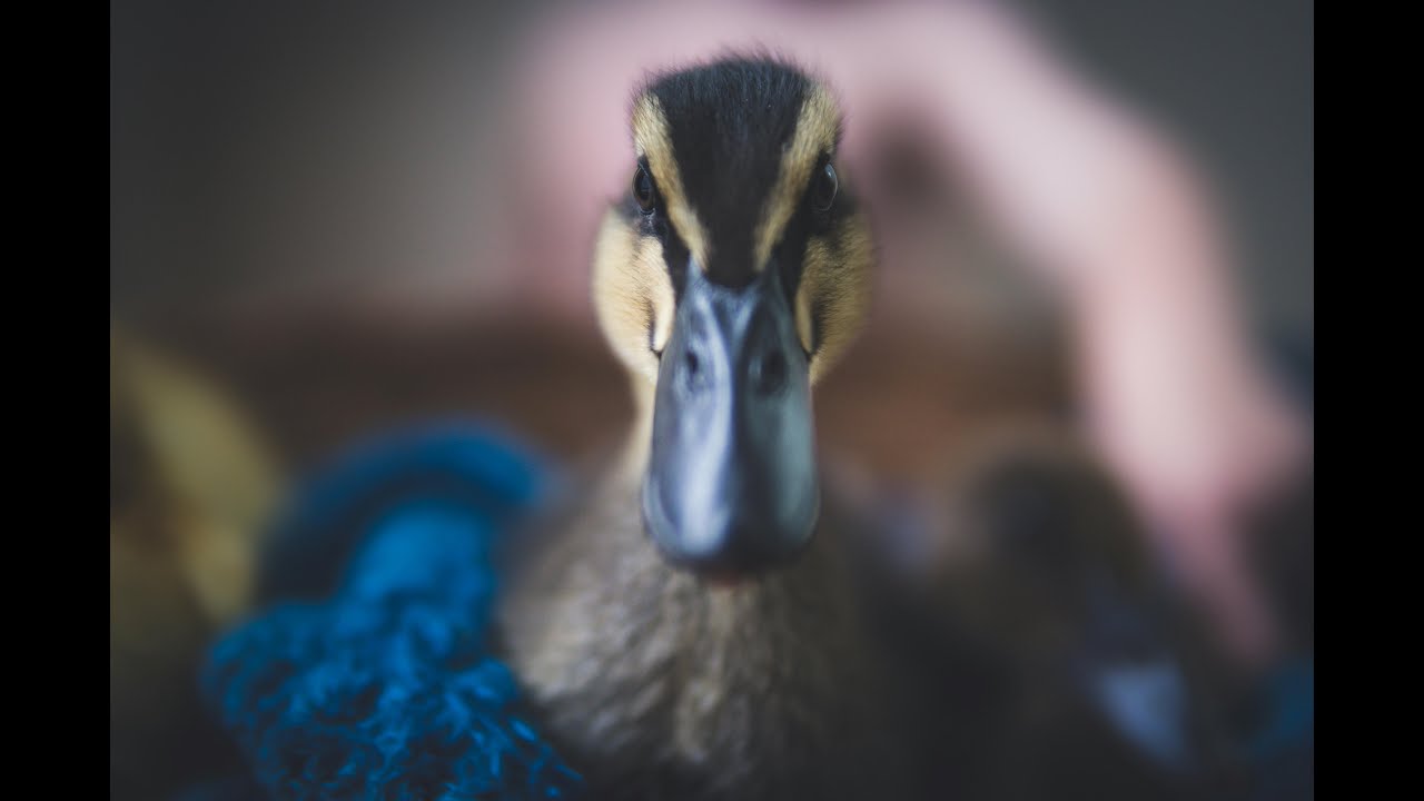 Duck up