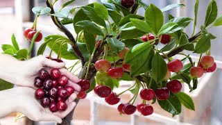 How to grow, Fertilizing, And Harvesting Cherry In Pots | Grow Fruits at Home - Gardening tips screenshot 5