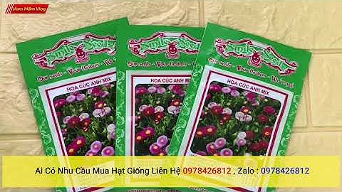 Hạt Giống Hoa Cúc Anh Mix, Nơi bán Hạt Giống Hoa Cúc giá rẻ, uy tín, chất lượng nhất,