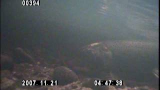 Coho salmon spawning in Green Cove Creek, Thurston Co., WA