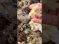 穴釣りで釣った魚をその場で食べる 釣りの始め方 ファミリーフィッシング 初めての釣り