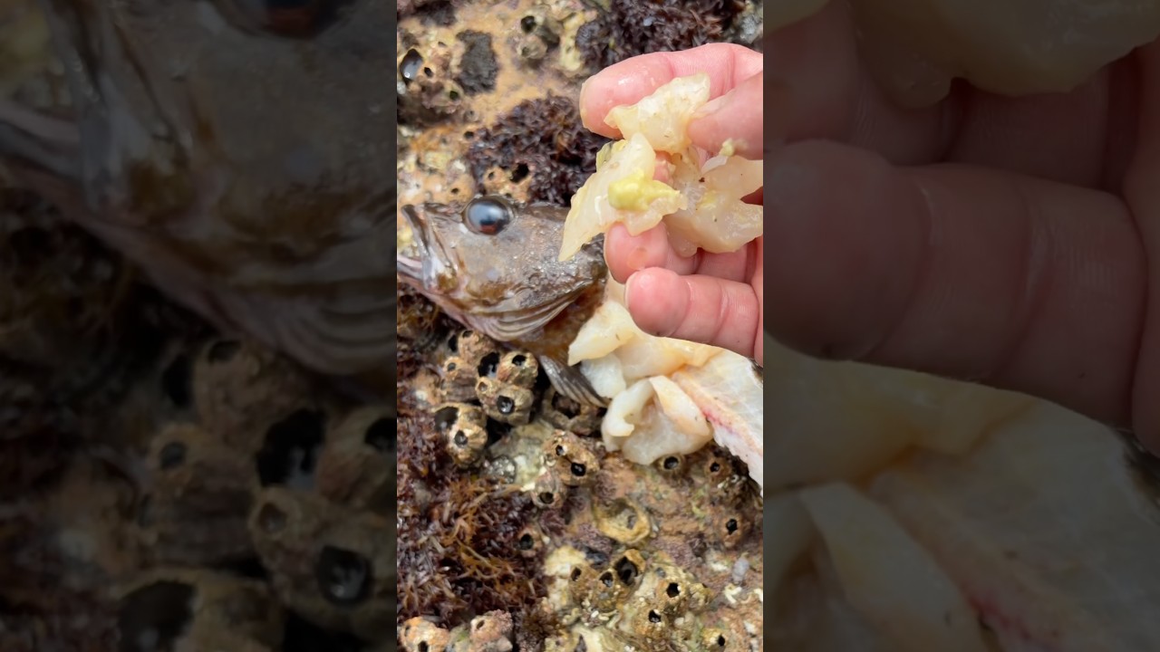 穴釣りで釣った魚をその場で食べる 釣りの始め方 ファミリーフィッシング 初めての釣り