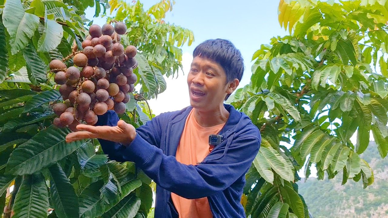 ลำไยแปลก กลิ่นทุเรียน กิโลละ 2000 | เอิร์ธสดชื่น สร้างอาชีพ