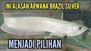 INI ALASAN ARWANA BRAZIL SILVER MENJADI PILIHAN.