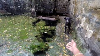 Rescued puppy overjoyed to reunite with his mother.