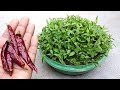 Grow chilli easily from dry chilli | Easy seed germination